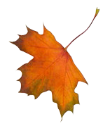 Autumn leaf